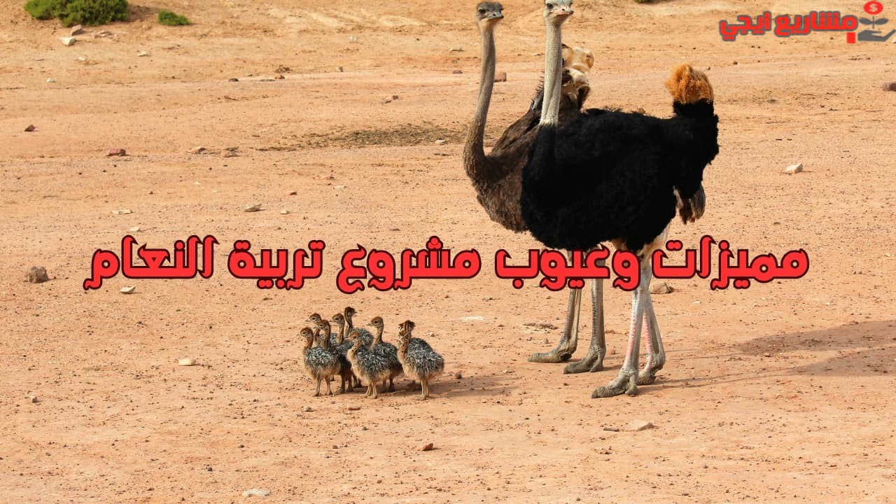مميزات وعيوب مشروع تربية النعام