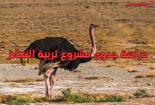 دراسة جدوى مشروع تربية النعام