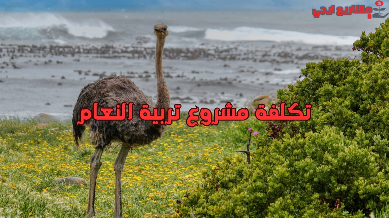 تكلفة مشروع تربية النعام
